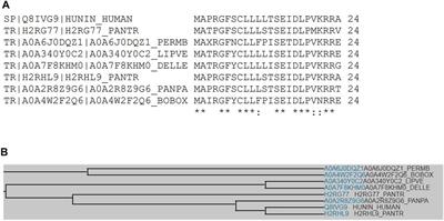 The Molecular Structure and Role of Humanin in Neural and Skeletal Diseases, and in Tissue Regeneration